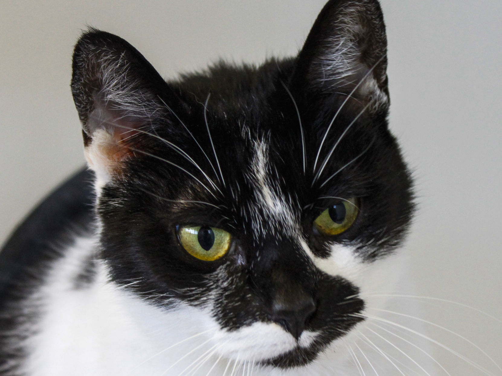 051419-syv-fea-capa-pet-of-the-week